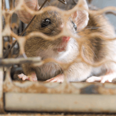 Rodent Control