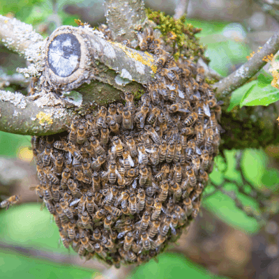 Bee Removal