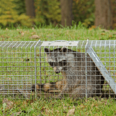 Raccoon Removal