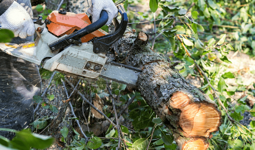 Sunrise Tree Service