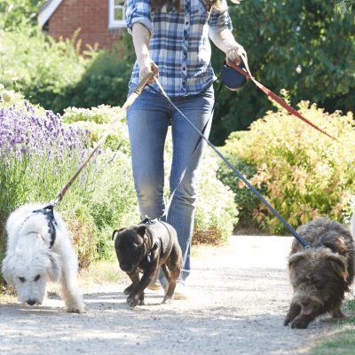 Group Dog Walking