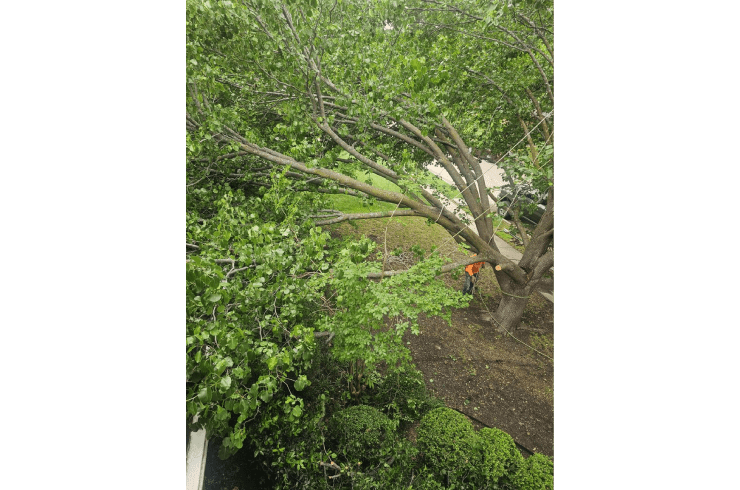 Fearless Tree Solutions