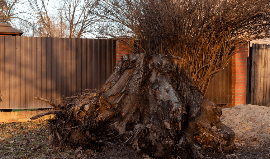 Fearless Tree Solutions