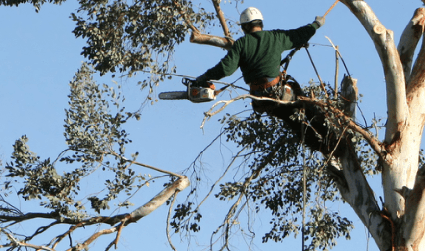 Tree Trimming