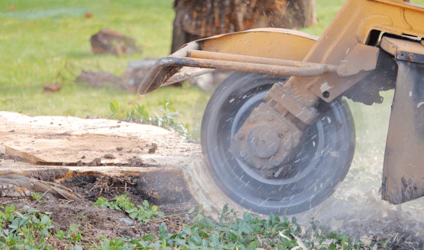 Fearless Tree Solutions