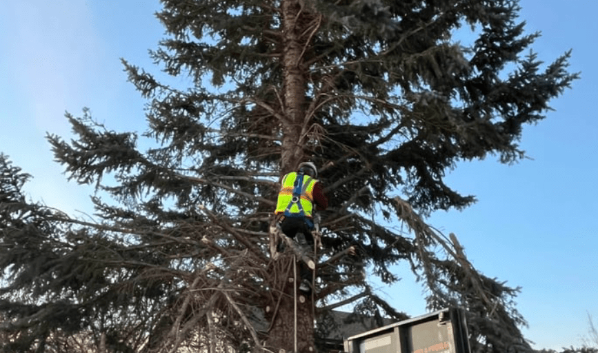 Marvelous Tree and Property Care