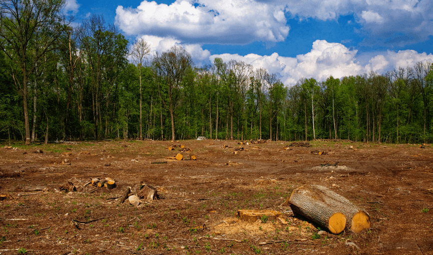 Apex Land and Forestry