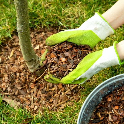 Mulch Installation