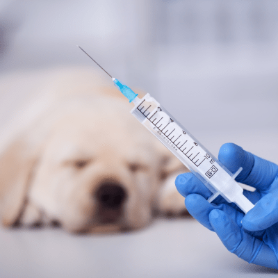 Pet Vaccinations