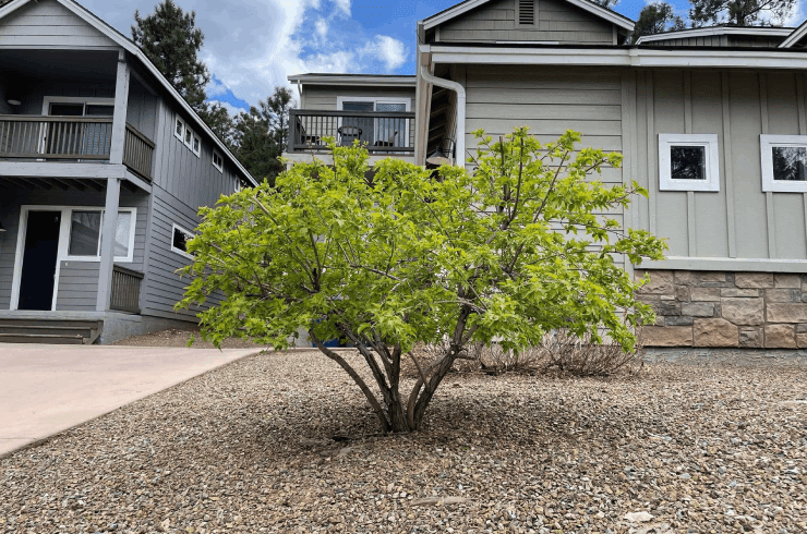 Landscaping Maintenance Experts 