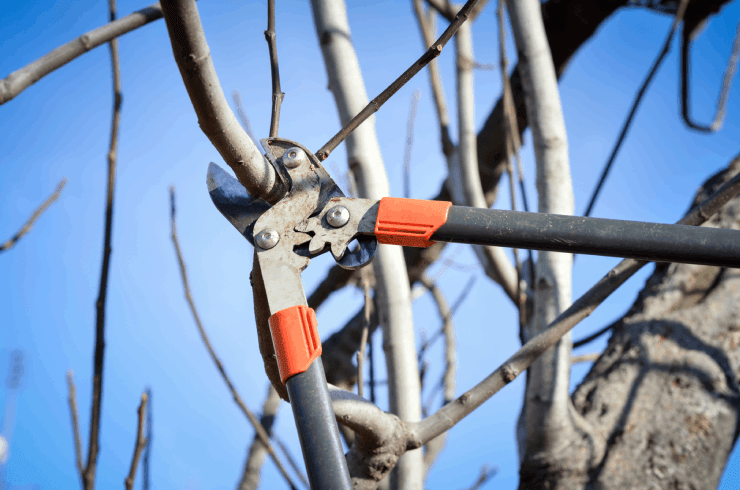 Top Tier Tree Masters