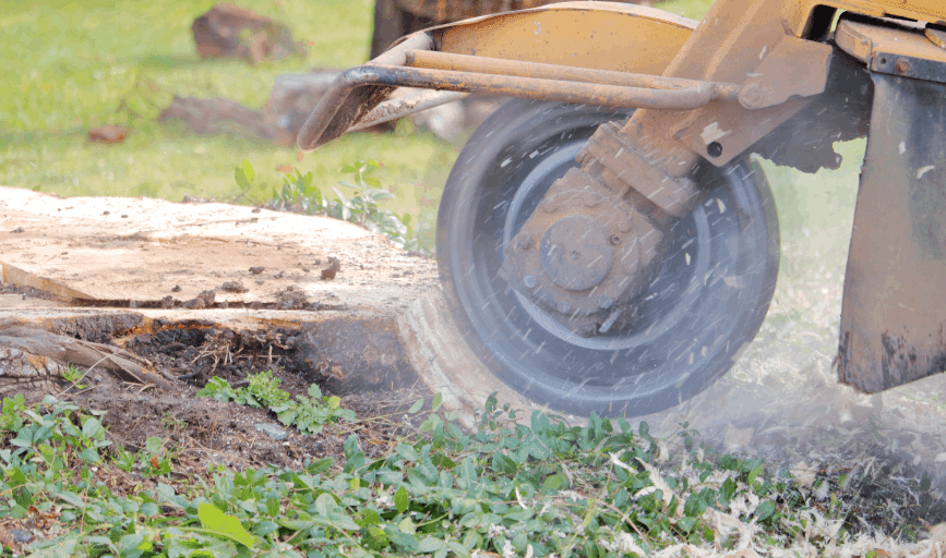 Top Tier Tree Masters