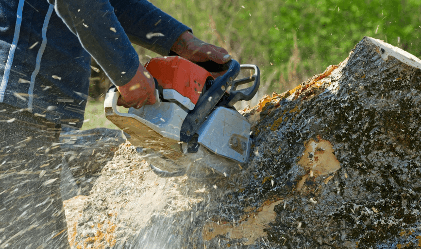 Top Tier Tree Masters