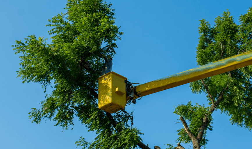 Top Tier Tree Masters