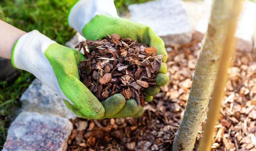 NSR & NMD Lawn Care Services