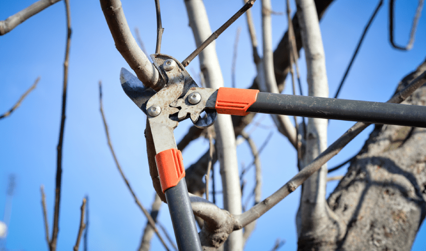 Tree Pruning