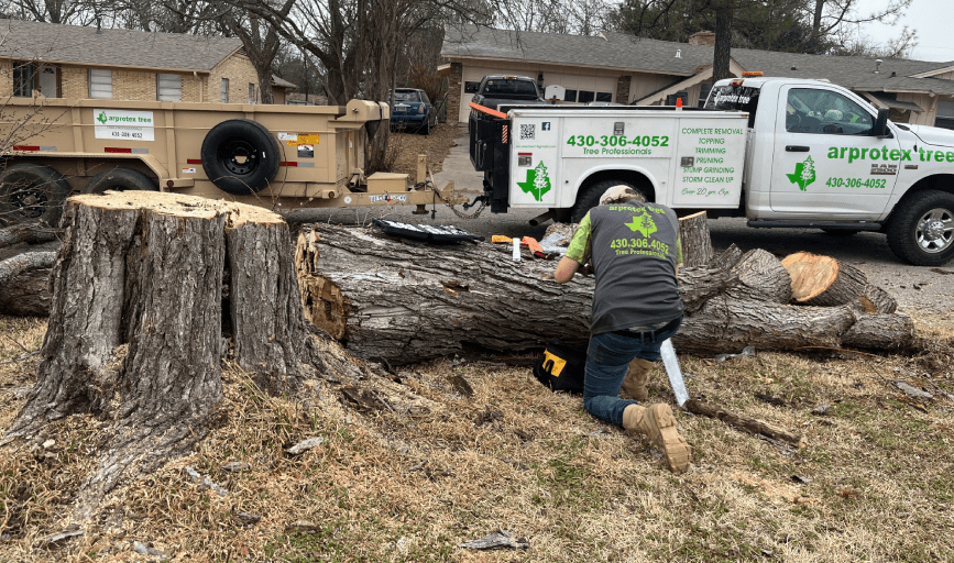 Tree Removal