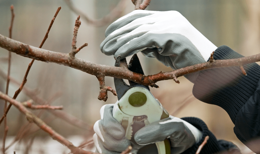 Tree Trimming