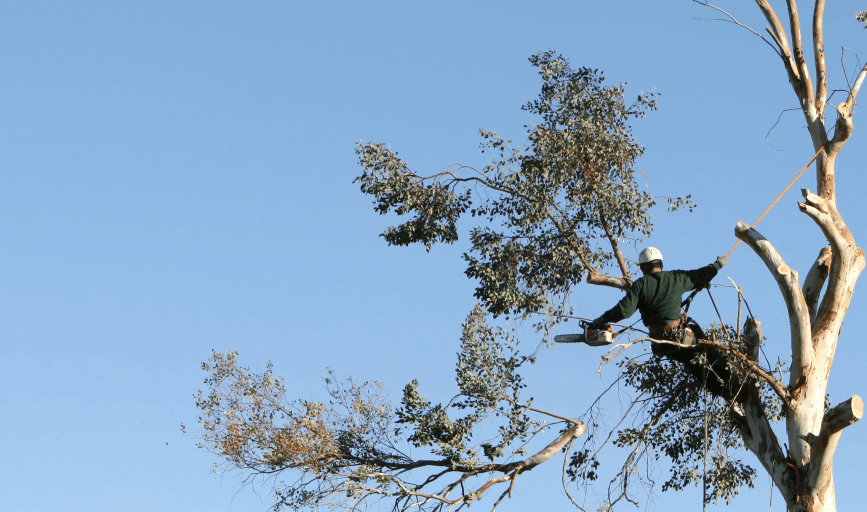 Tree Trimming