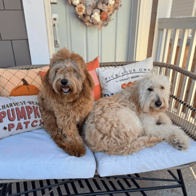 Medium Goldendoodles