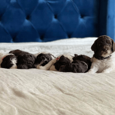 Mini Goldendoodles