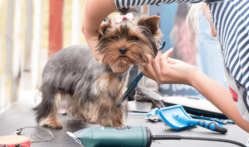 Dog Grooming