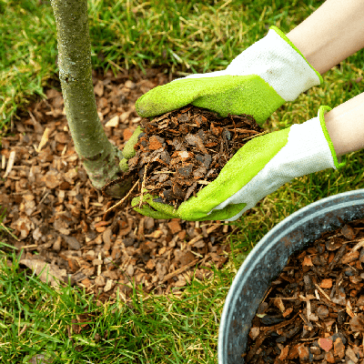 Mulching Service