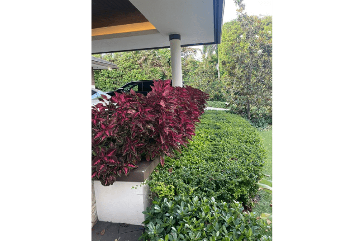 Iglesias Landscaping