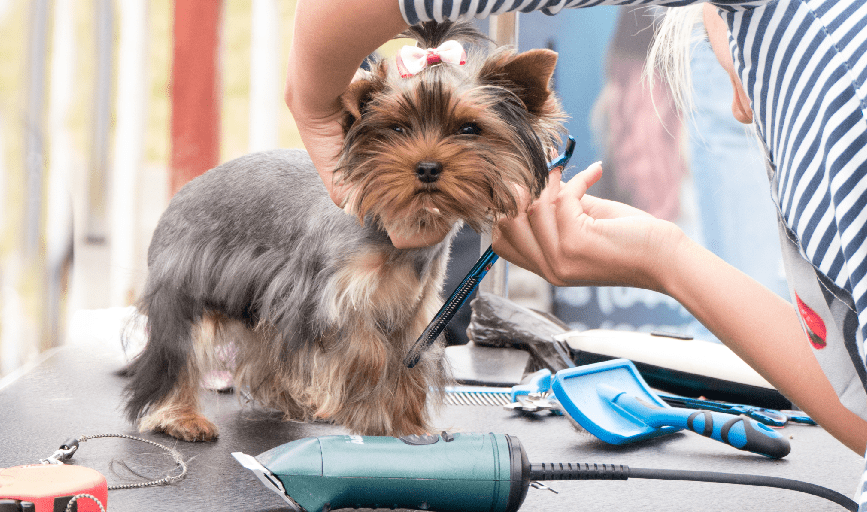 Karens Grooming Room