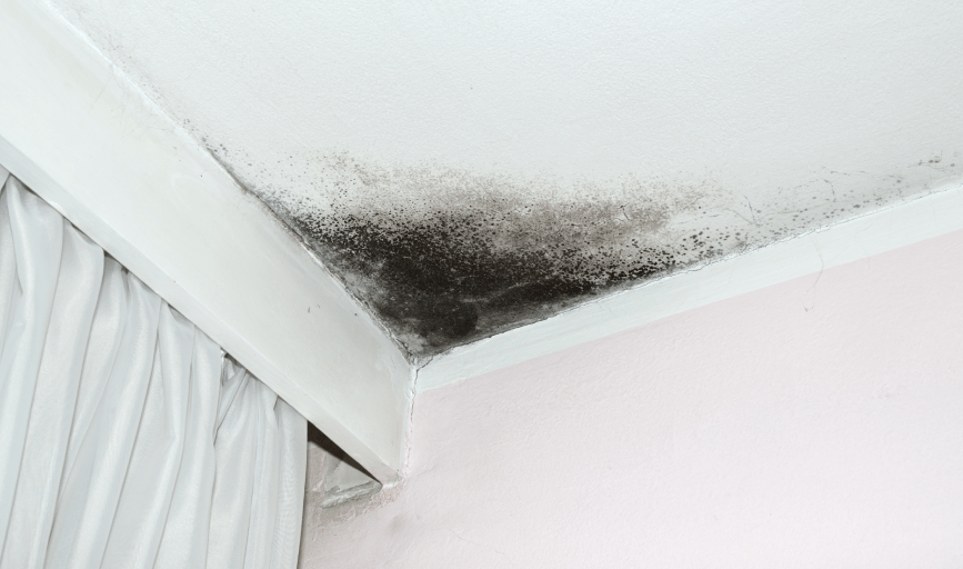 Mold Remediation