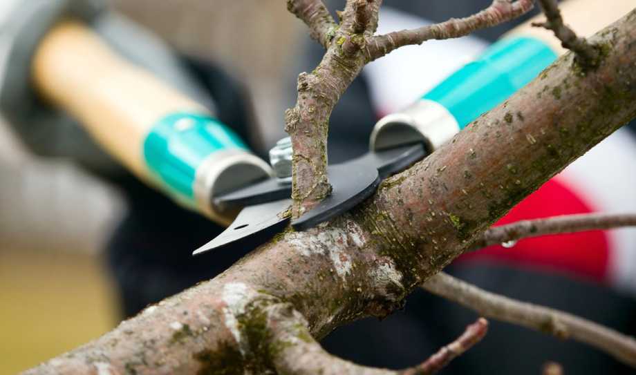 Kings and Queens Landscaping Service