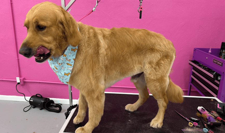Dog Grooming