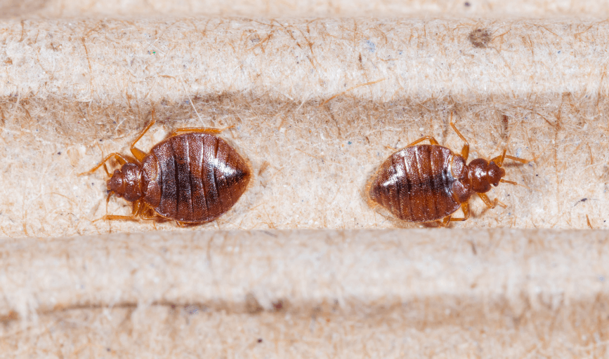 Bed Bug Treatment