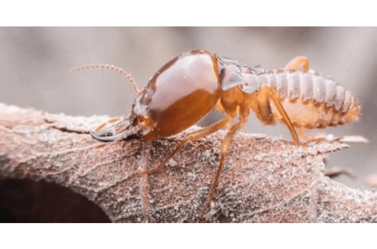 Border Plex Pest Control