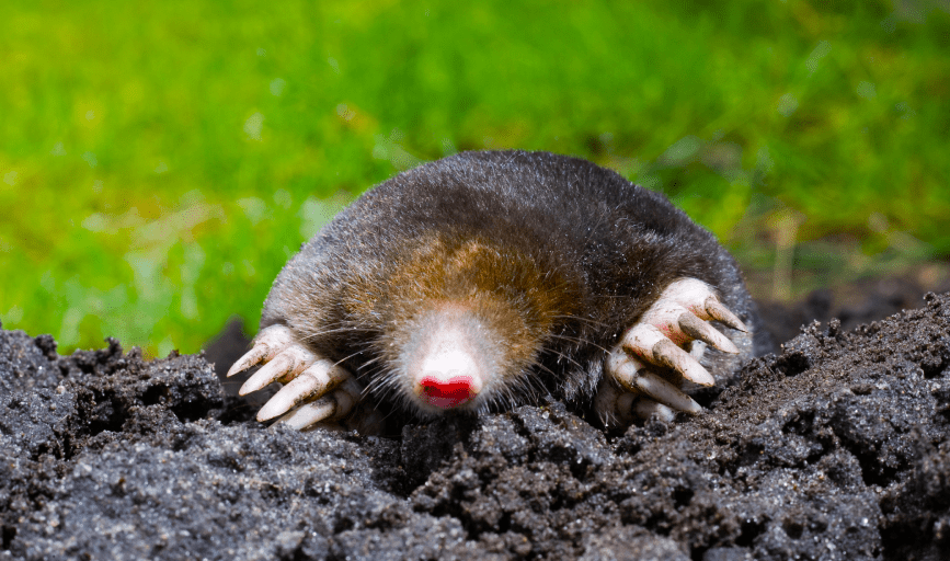 Green River Wildlife Removal