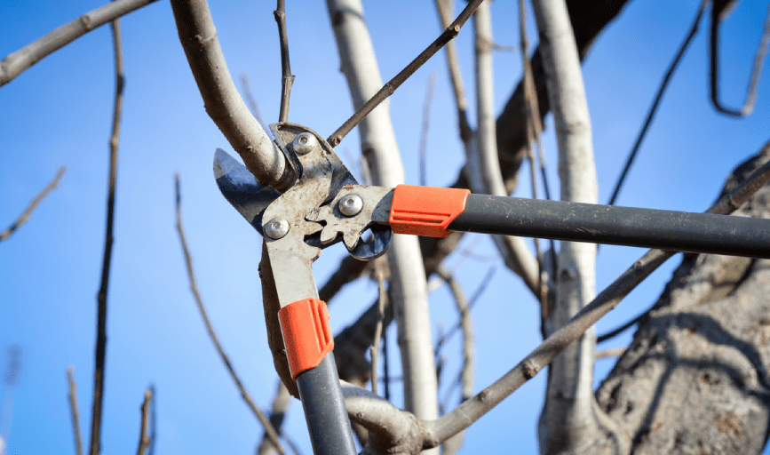 Apex Lawncare & Landscape