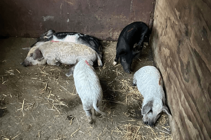 Chasing A Dream Hog Farm