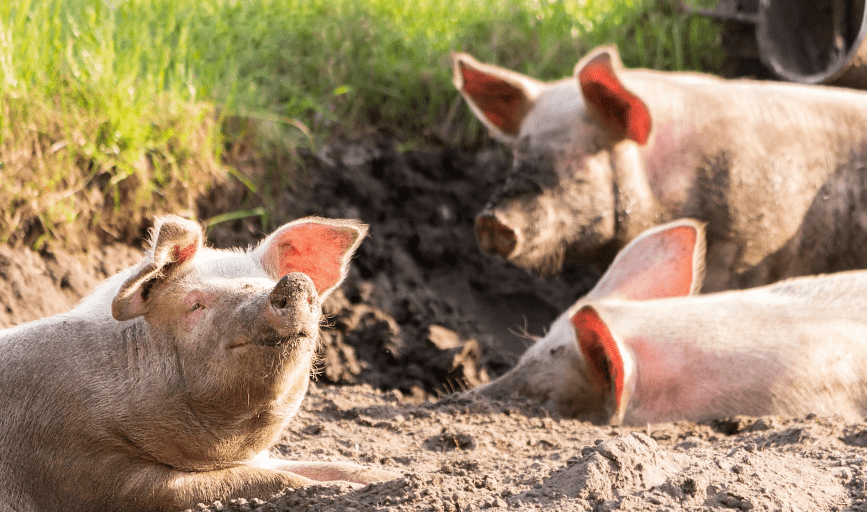 Chasing A Dream Hog Farm