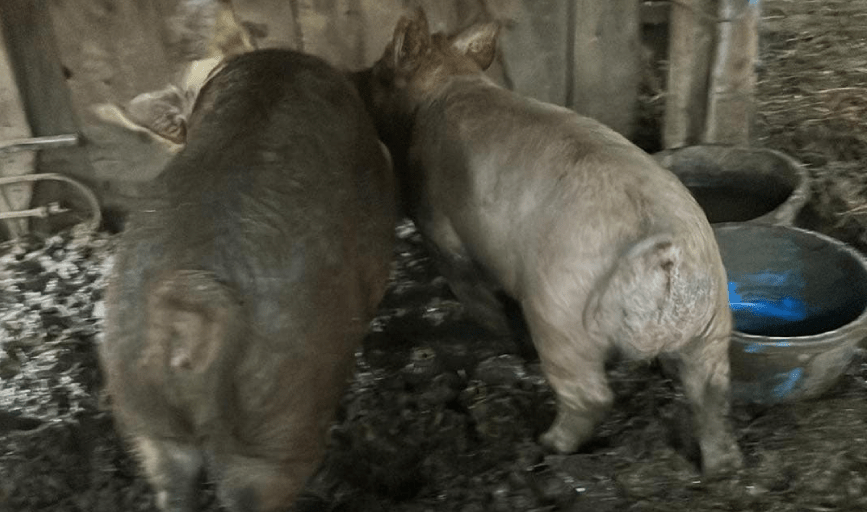 Meat Livestock Sales