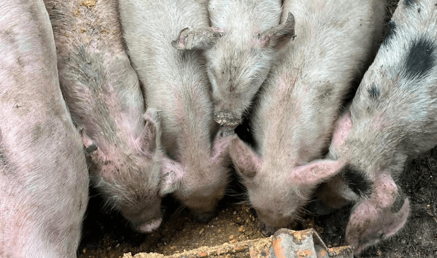 Piglet Sales