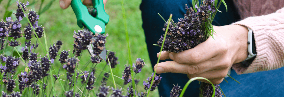 Vergil's Lawn & Landscaping 