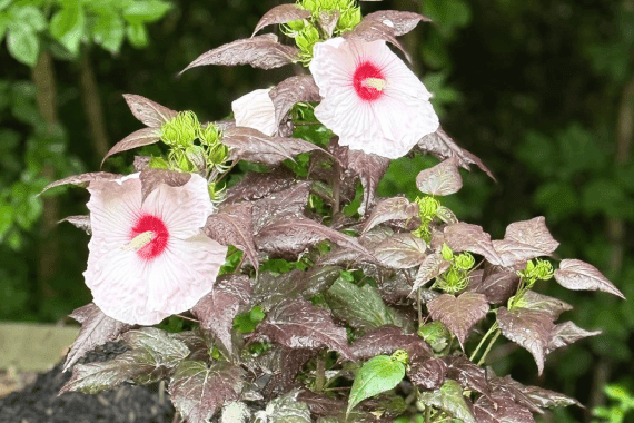 Vergil's Lawn & Landscaping 