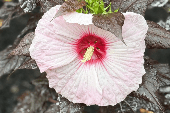 Vergil's Lawn & Landscaping 