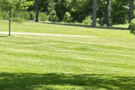 Vergil's Lawn & Landscaping 