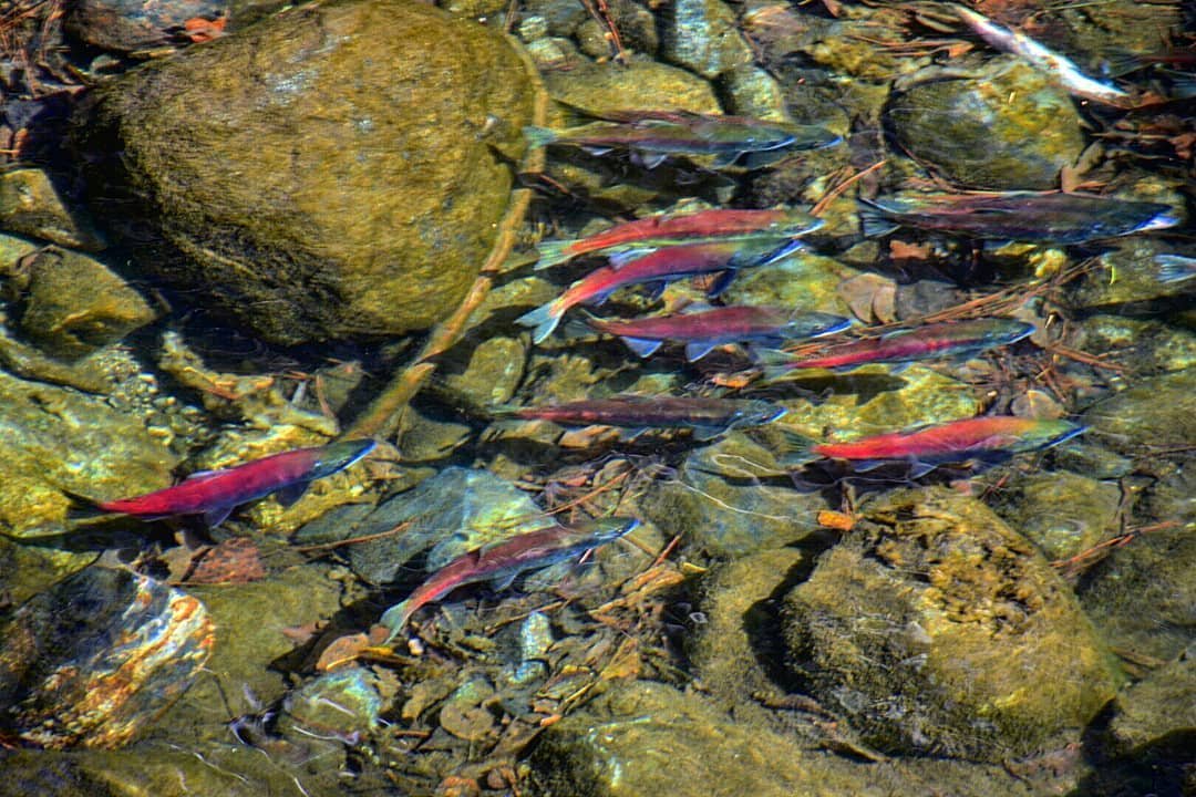 Kokanee Salmon Run