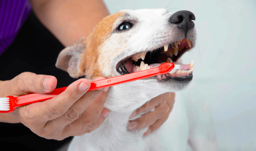 Tricks n Treats Valley Village