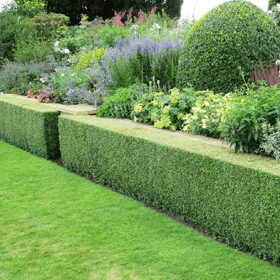 Hedge Trimming
