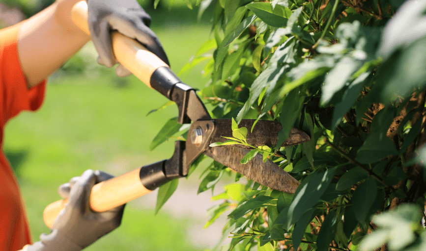 Bush Trimming