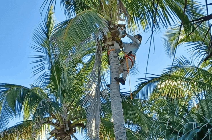 Jacob Landscaping & Trees Service