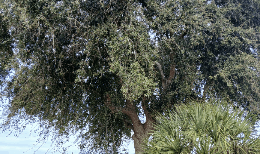 Jacob Landscaping & Trees Service